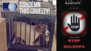 Maybe you would like to learn more about one of these? Chiens Et Chats Errants En Algerie Brigitte Bardot Ecrit A Tebboune Algerie Dz Com