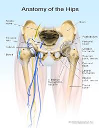 The sacrum and sacrotuberous ligament to the femur. Hip Pain Symptoms Treatment Causes Exercises Relief