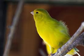 All birds prepared to breed. What Are The Best Singing Canaries Canary Finches And Canaries Guide
