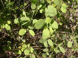 Image result for Salvadoraceae