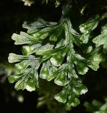 Image result for Crepidomanes