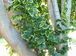 Image result for Celtis africana