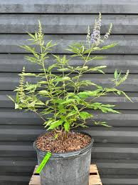 Image result for Vitex