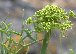 Image result for Salicornia perrieri