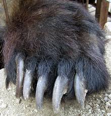 File Bear Paw Jpg Wikipedia Ayi
