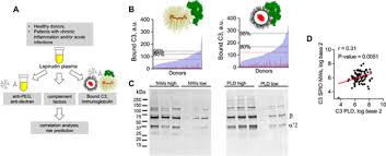 Nanoparticle-Binding Immunoglobulins Predict Variable Complement Responses  in Healthy and Diseased Cohorts