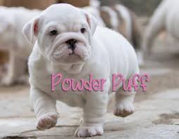 We have over 100 cute, funny, and famous options for girls and boys. 70 Creative English Bulldog Names Lovetoknow