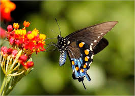The black swallowtail has two generations a year. Eastern Black Swallowtail Butterfly