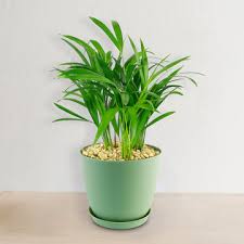 Image result for Dypsis lutescens