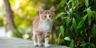 Oder findet man seine traumkatze vielleicht sogar über den kleinanzeigenteil der örtlichen zeitung? Katze Ist Entlaufen Was Tun Kolle Zoo