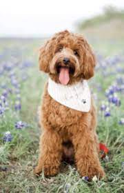 Maybe you would like to learn more about one of these? 7 Best Australian Labradoodle Breeders In California 2021 We Love Doodles