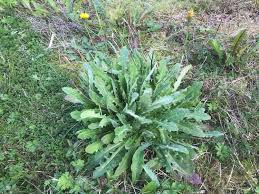 Image result for Hypochaeris