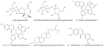 Image result for Ochna schweinfurthiana