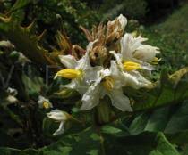 Image result for Solanum chrysotrichum