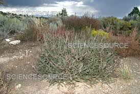 Image result for Salsola