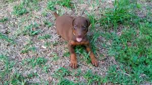 It's important to get your dog from a reputable breeder to ensure they will live a long, healthy life since craiglist discontinued its pets section under the for sale category, hoobly has taken its place for those who want to list their litters for sale on a. Sunshine State Dobermanns 115 Lucie Ave Deland Fl 2021