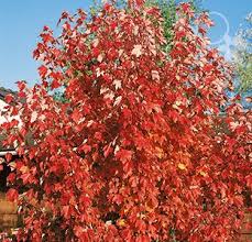 Pirtle Nursery October Glory Maple Tree 7 6 093 Gal 1295 At Tractor Supply Co