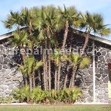 Lorem ipsum dolor sit amet. Acoelorraphe Wrightii Everglades Palm Buy Seeds At Rarepalmseeds Com
