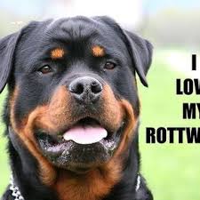 Rottweiler Mahogany Love With Picture Aggressive Dog Breeds Smartest Dog Breeds Rottweiler Dog