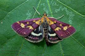 Image result for Pyrausta ostrinalis