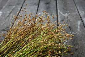 Flachs Flax Getrocknete Pflanzen Pflanzen Umweltfreundlich Leinen