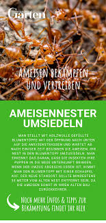 Ein ameisennest im heimischen garten ausfindig zu machen, ist nicht sonderlich schwer. Ameisen Vertreiben Und Bekampfen Ameisennester Umsiedeln Ameisen Ameisen Im Garten Ameisen Vertreiben