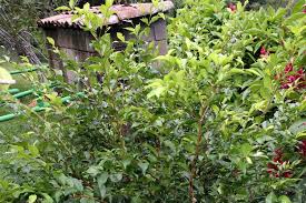 Image result for Malpighia