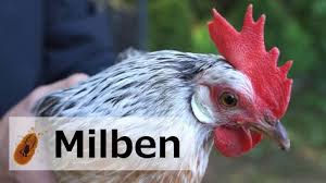 Milbenbekampfung Bei Huhnern Symptome Bekampfung Biologisch Chemisch Youtube Mit Bildern Huhner Milben Huhner Huhner Rassen