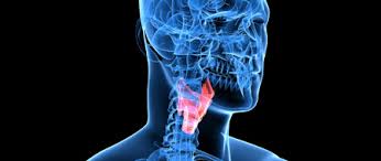 C'est un cancer beaucoup plus fréquent chez la femme que chez l'homme et dont l'incidence est en augmentation. Nodule Thyroidien Qu Est Ce Que C Est Fiches Sante Et Conseils Medicaux