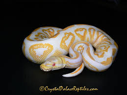 Find ball pythons for sale at your local petsmart store! Albino Black Pastel Morph List World Of Ball Pythons