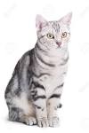 American Shorthair Cat Breed Information, Pictures ...
