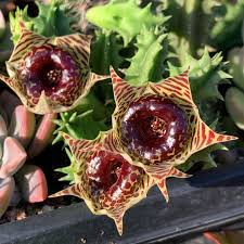 Image result for Huernia levyi
