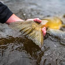 19 Likes 1 Comments Diamondback Rod Co Diamondbackrods On Instagram Seriously What A Tail Diamondbackro Fly Fishing Fishing Adventure Trout Fishing