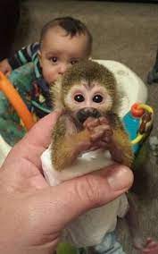 They use their tail as a balancing pole and as a tool. City Says No Way To Woman S Pet Squirrel Monkey Mlive Com