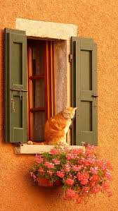 Red Cat By Elly Contini Via Flickr Cat Window Orange Cats Red Cat