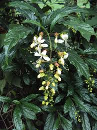 Image result for Clerodendrum toxicarium