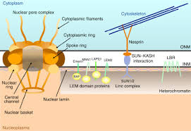 Cell Nucleus Membrane An Overview Sciencedirect Topics