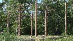 Rot resistant cedar trees are my favorite choice for pole barn poles. Building An Old Fashioned Pole Barn Part 1 Farm Hand S Companion Building Or Making Things On The Farm Or Homestead