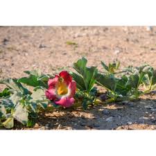 Image result for Harpagophytum