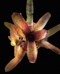 Image result for Neoboutonia