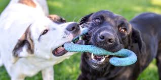But with dog day afternoon being set in one spot, it was almost feasible to start on page one of the script and just shoot the whole thing in order (which is easier on the actors for obvious reasons). Dog Day Care Ventura Ca Doggin Around Day Caredoggin Around