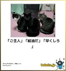 pin by スーサン on 猫ネコねこ haha funny animals animals and pets