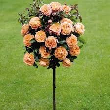 Can grow for weeks this way until ready to plant in a more permanent location. Pink Weeping Tree Rose Rose Seeds Rose Trees Trees To Plant