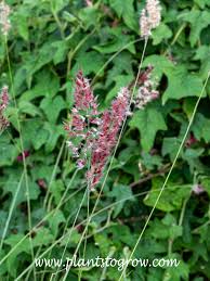 Image result for Melinis nerviglumis