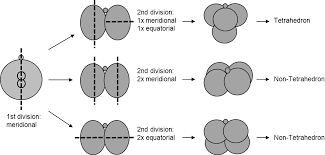 ã€Œnon-Tetrahedralã€çš„åœ–ç‰‡æœå°‹çµæžœ