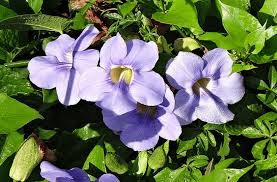 Image result for Thunbergia gossweileri