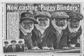 Extra Extra Read All About It Puggy Blinders Featured In The New York Post Thank You Pupstarsonoma Pugs Puggyb Pugs Drawing Skills Shelby Brothers