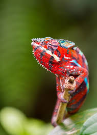 Red Camelion By Michael H On 500px 500px Camelion Michael Red Chameleon Animals Beautiful Animals