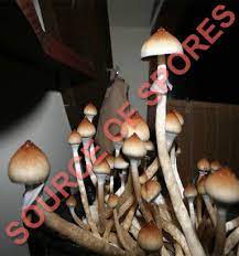 Psilocybe Cubensis B Mushroom Spores In 2020 Mushroom Spores Spore Stuffed Mushrooms