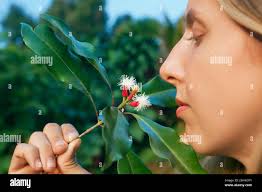 Clove tree with blooming flowers and fresh green and red raw sticks growing  in Bali mountains. Tropical plants, natural food spices, producing aromat  Stock Photo